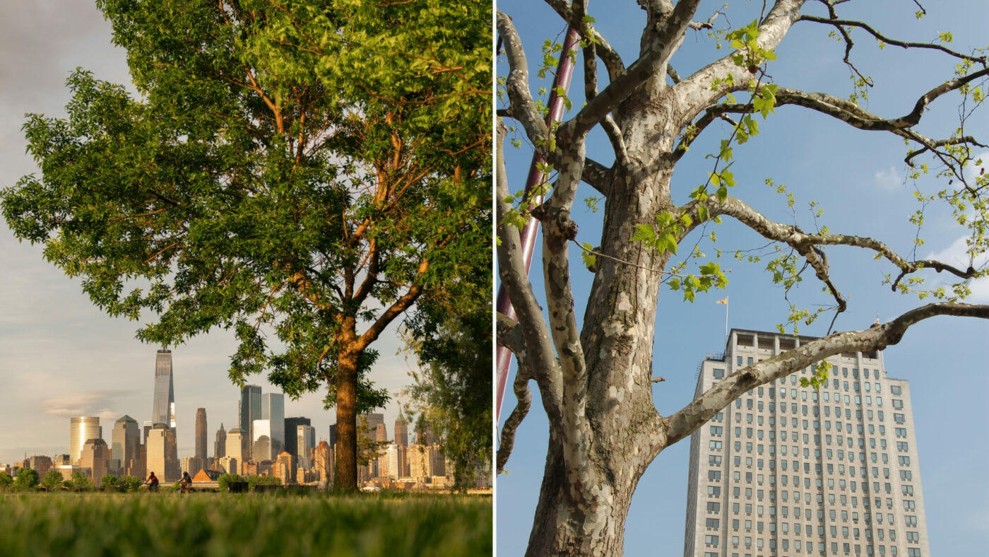 Urban trees - Expectations vs Reality - TreeBuilders